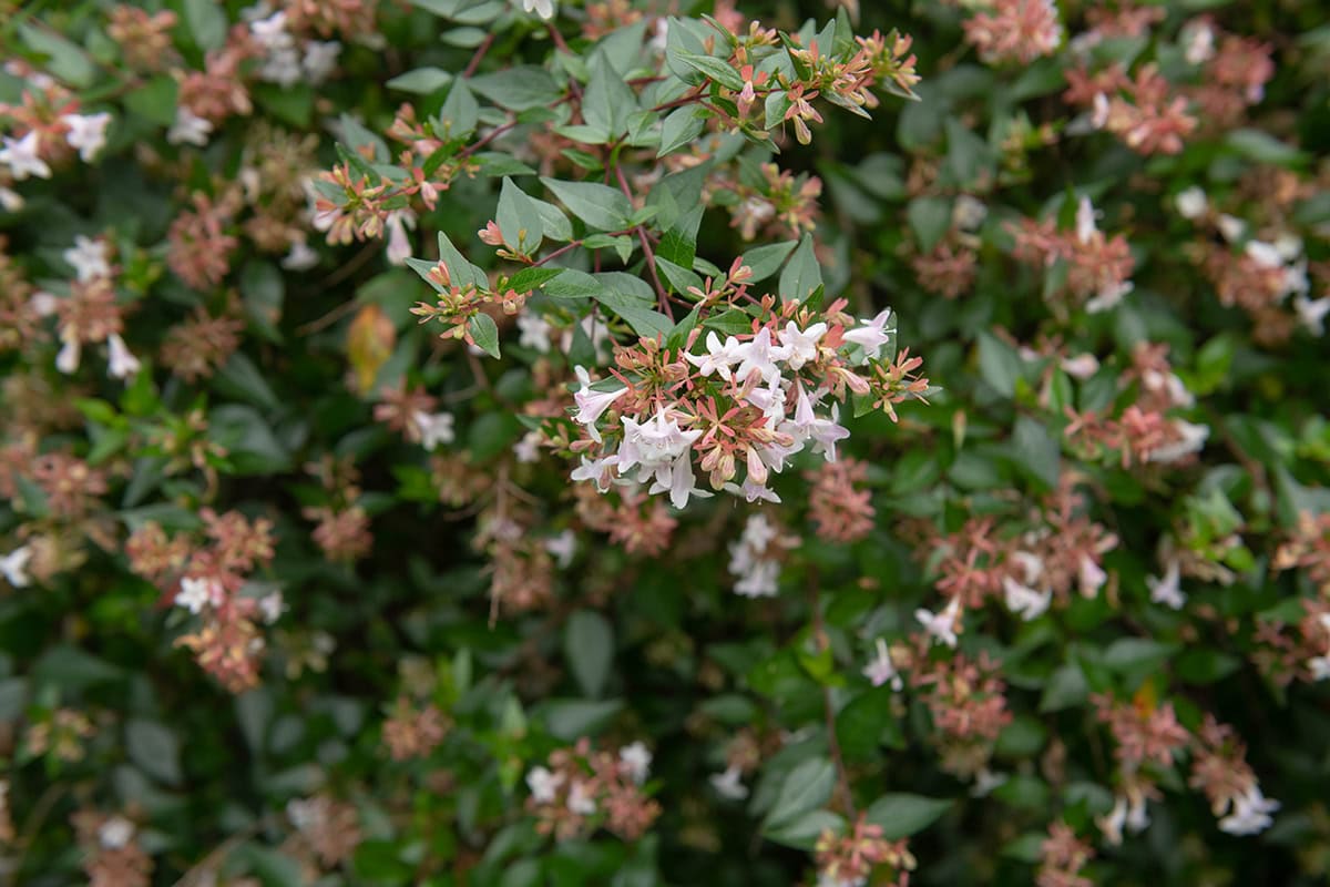 Abelia