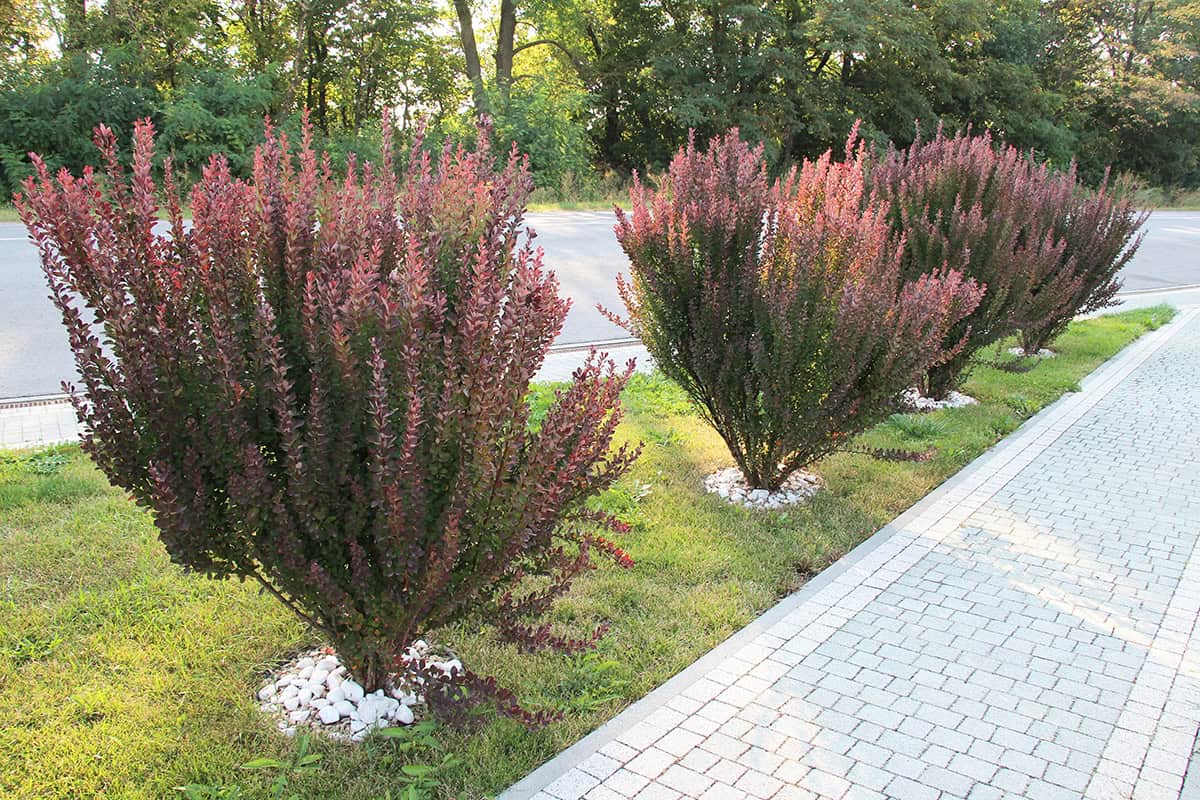 Barberry (Berberis thunbergii)