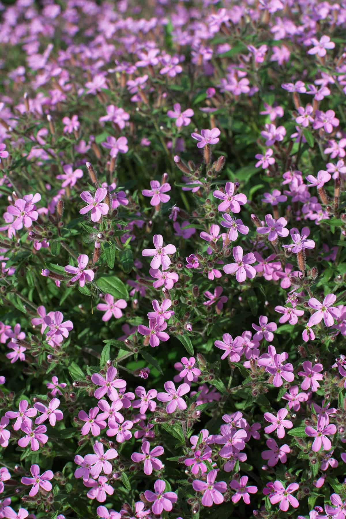 Benefits of Growing Creeping Thyme