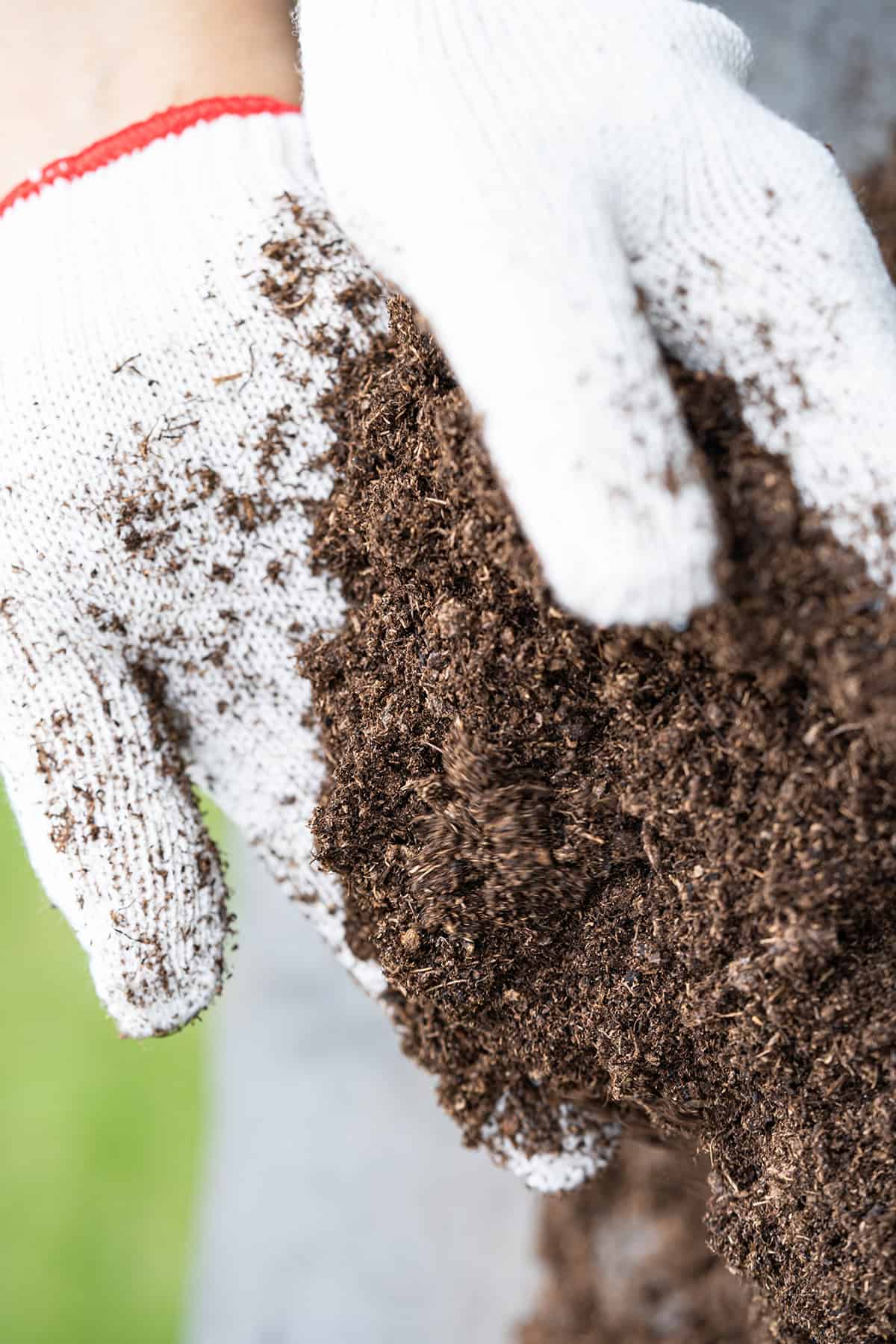Benefits of Using Peat Moss in the Garden