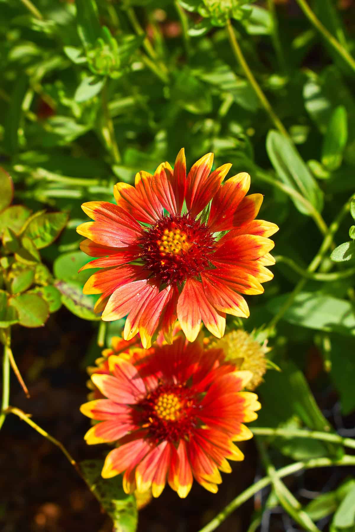 Blanket Flower Light