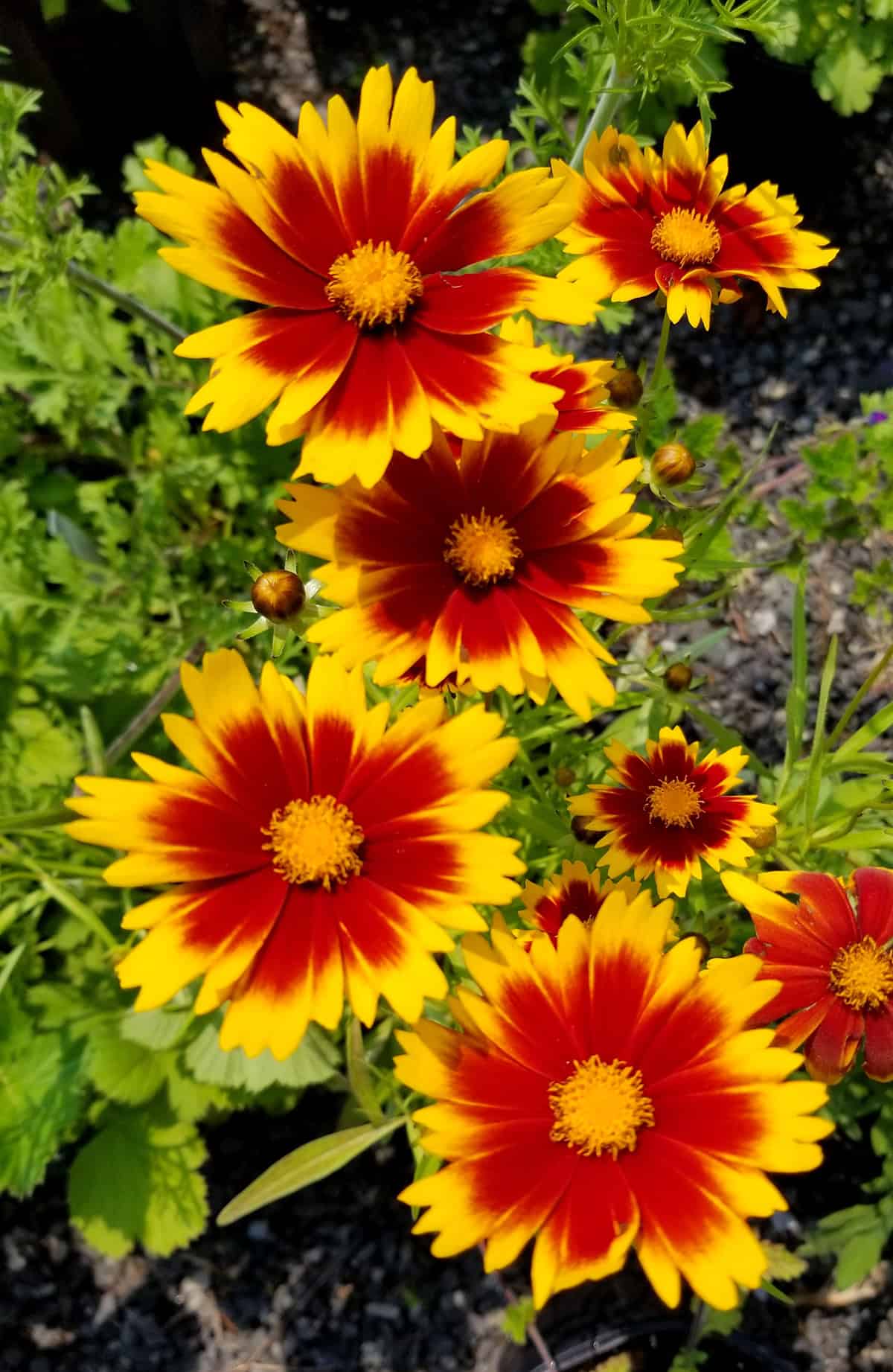 Blanket Flower Plant Varieties