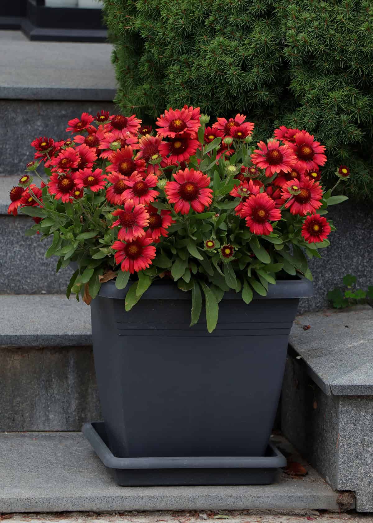 Blanket Flower Potting And Repotting