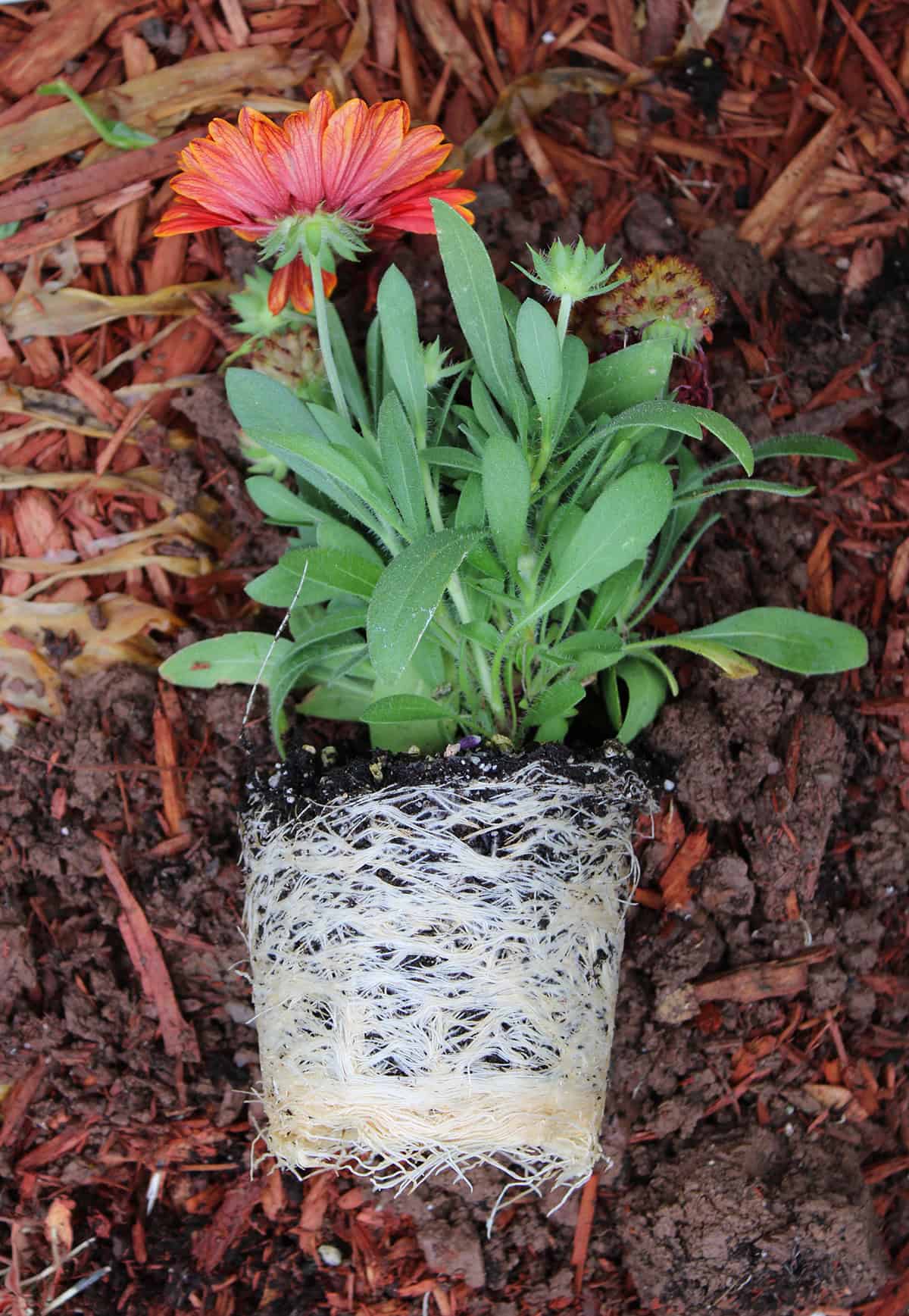 Blanket Flower Propagation