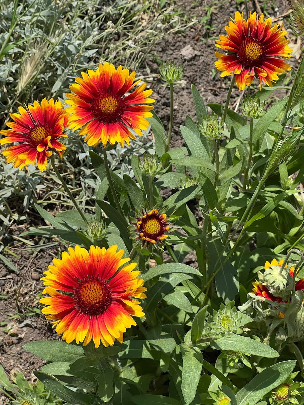 Blanket Flower Soil