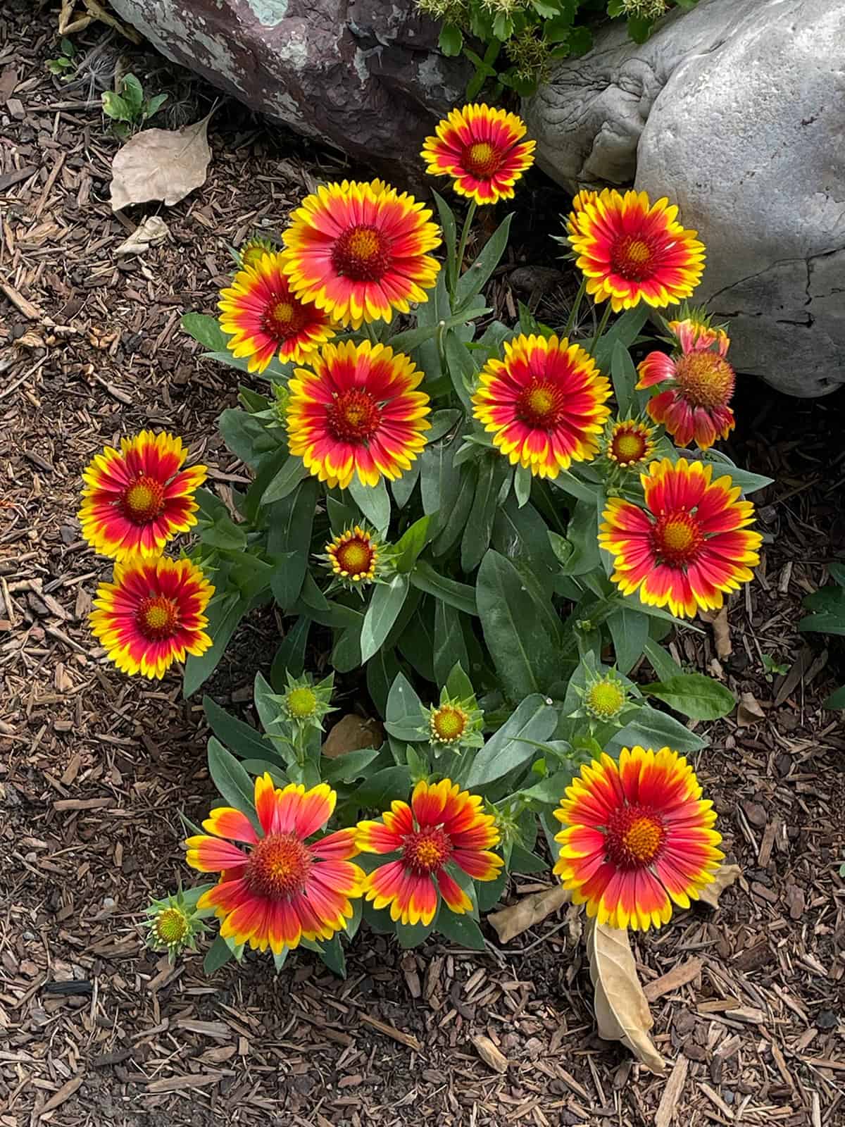 Blanket Flower Temperature And Humidity