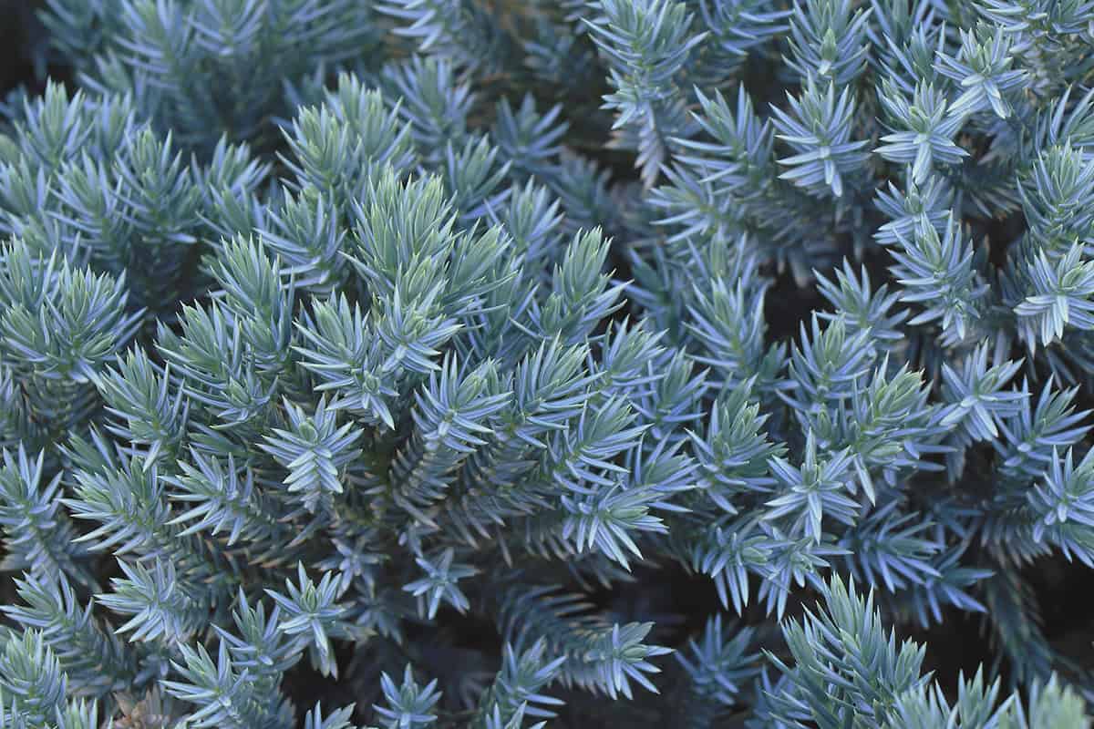 Blue Star Juniper (Juniperus squamata ‘Blue Star’)