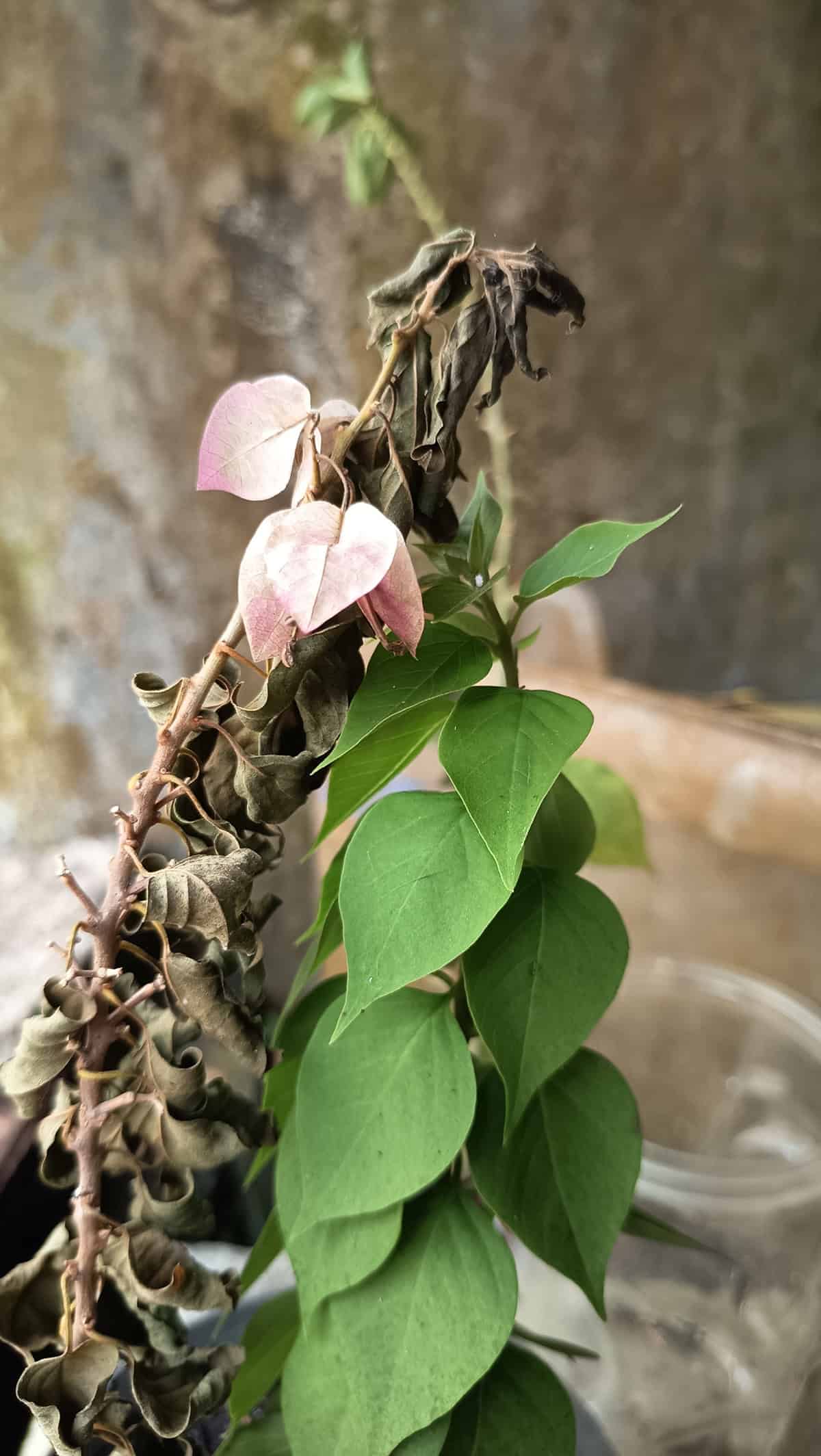 Bougainvillea Common Problems & Troubleshooting