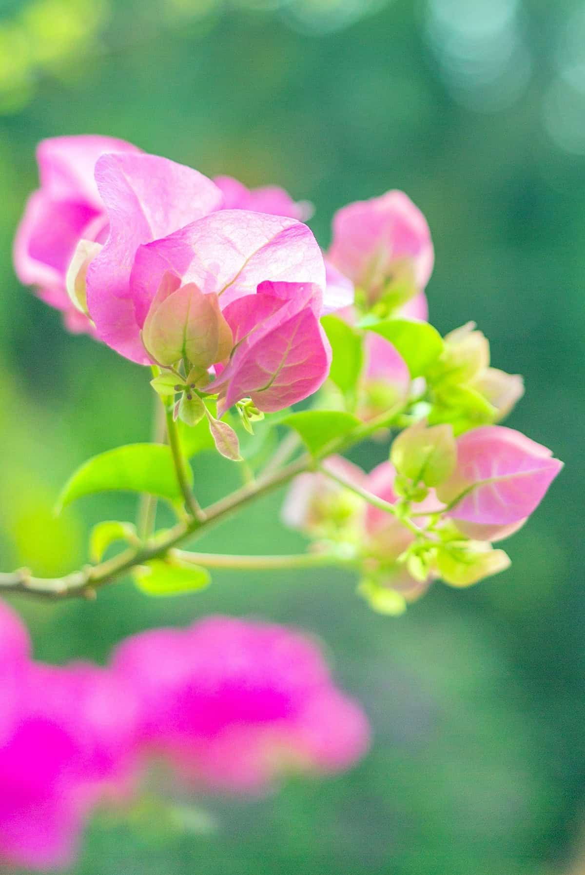 Bougainvillea Light