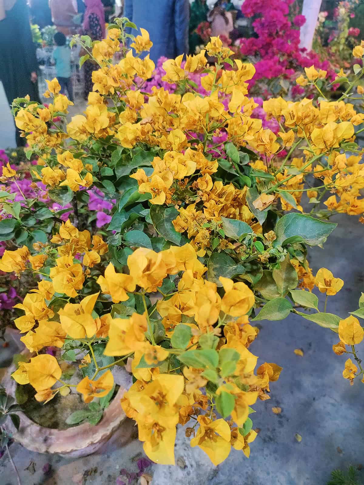 Bougainvillea Plant Varieties