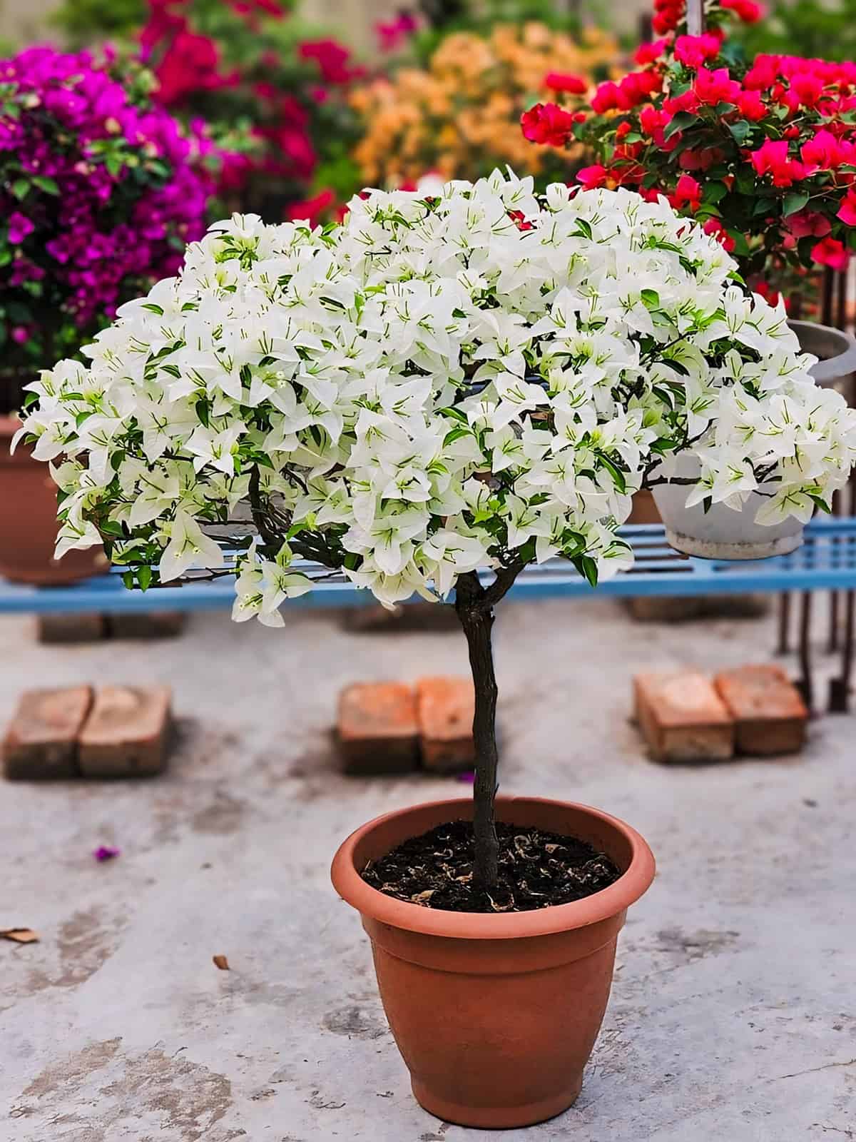 Bougainvillea Potting And Repotting