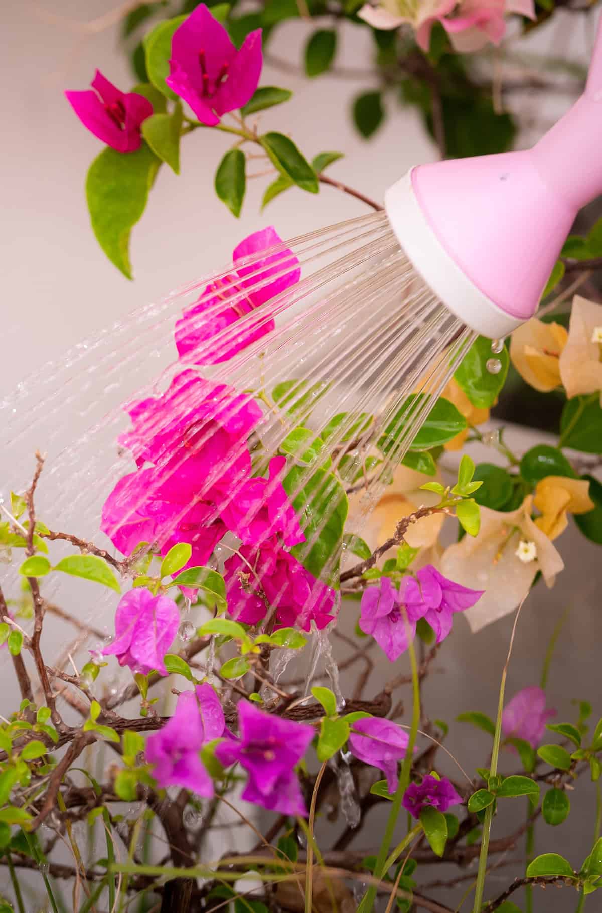 Bougainvillea Water