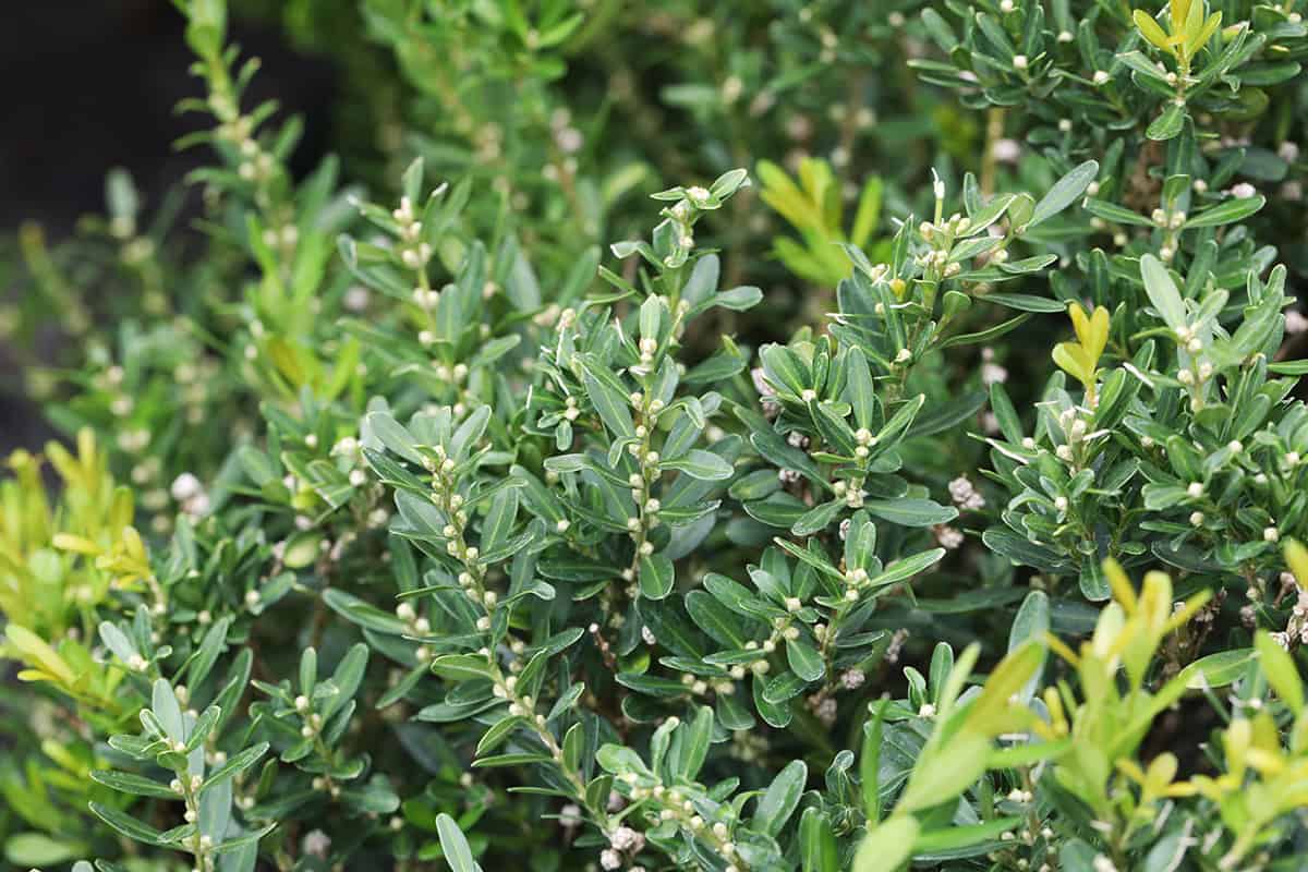 Boxwood (Buxus spp.)