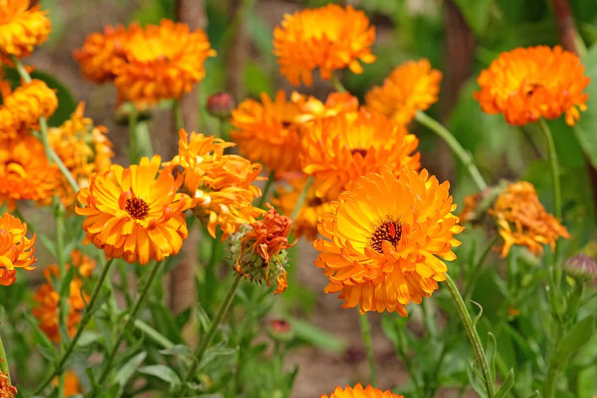 Calendula