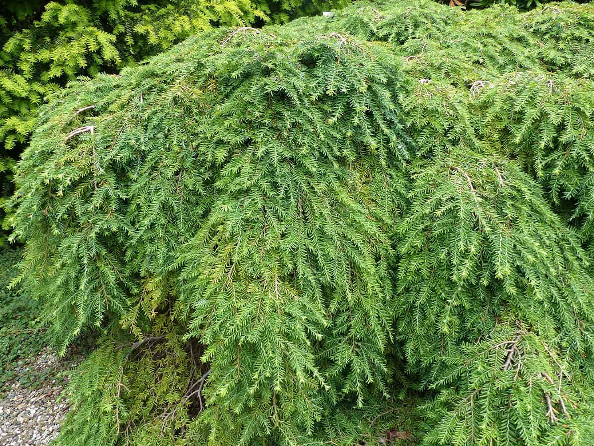 Canadian Hemlock (Tsuga canadensis)