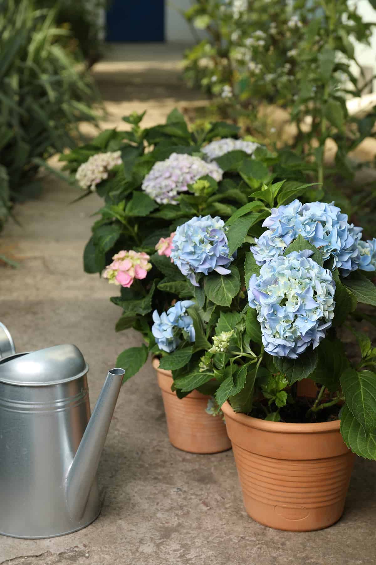 Caring For Potted Hydrangeas