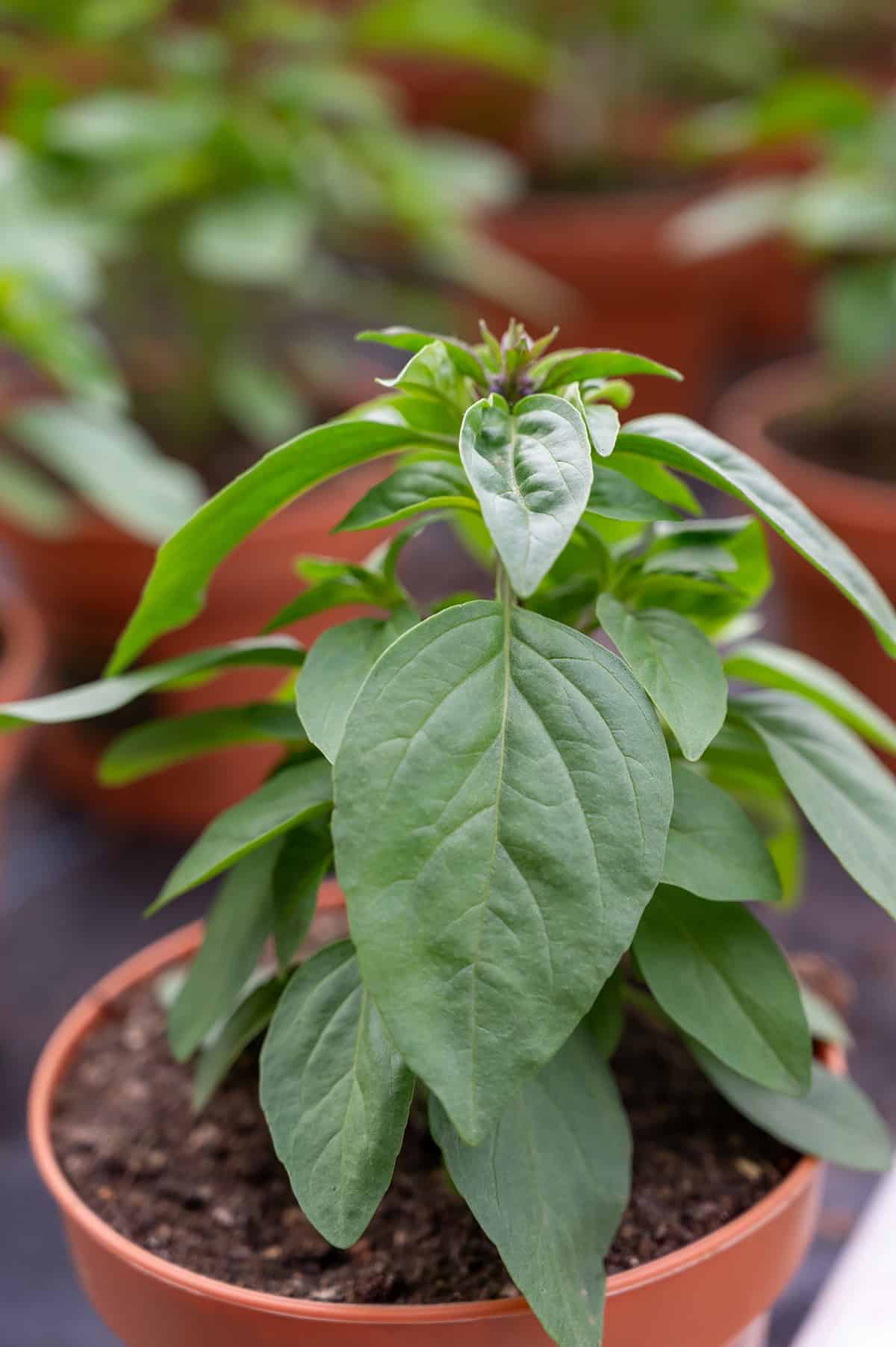 Caring For Thai Basil