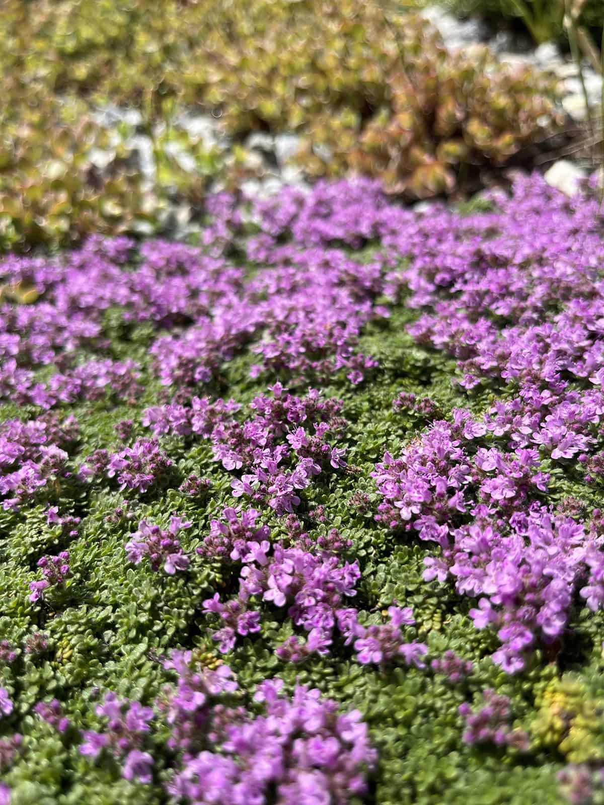 Caring for Creeping Thyme
