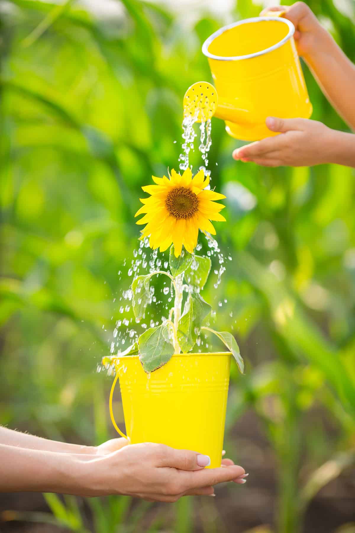 Caring for Sunflowers