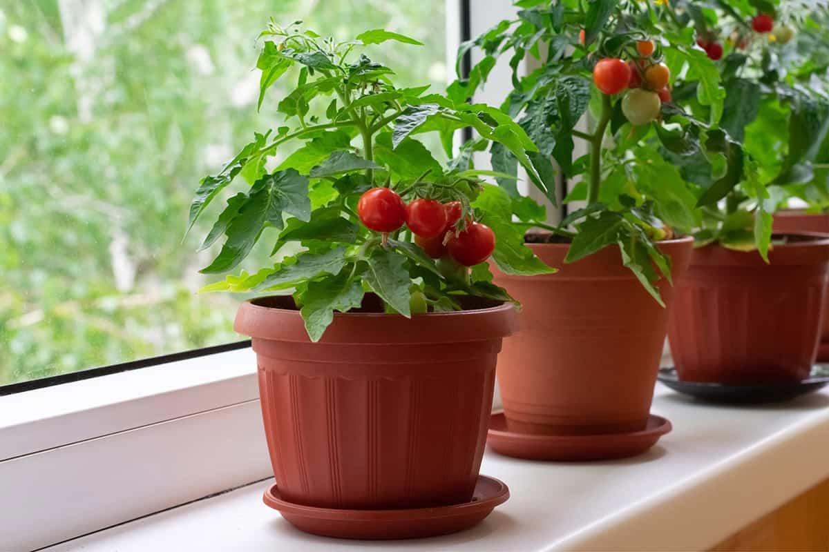Cherry Tomatoes