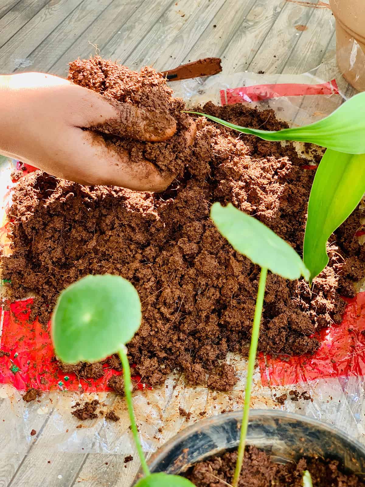 Chinese Money Plant (Pilea Peperomioides) Fertilizer