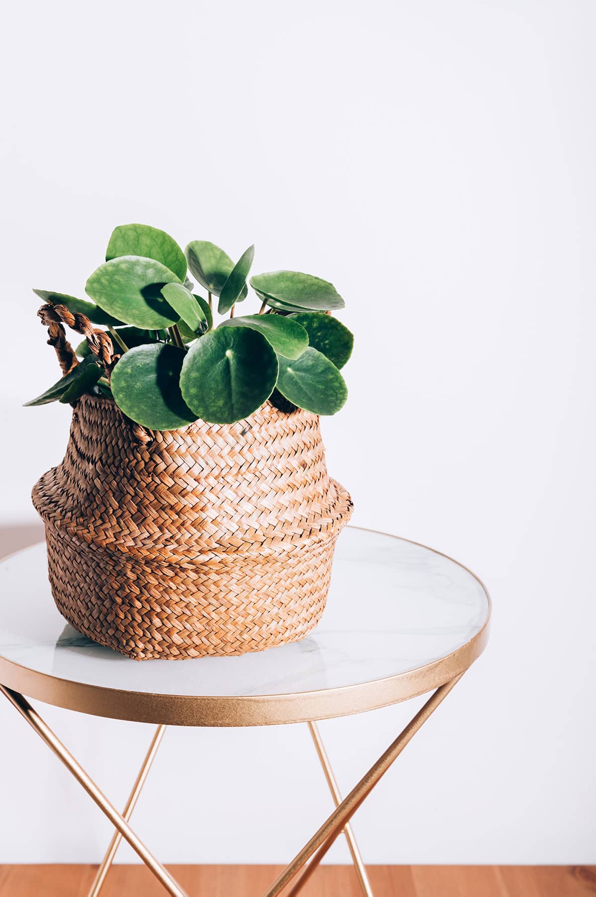 Chinese Money Plant (Pilea Peperomioides) Potting And Repotting