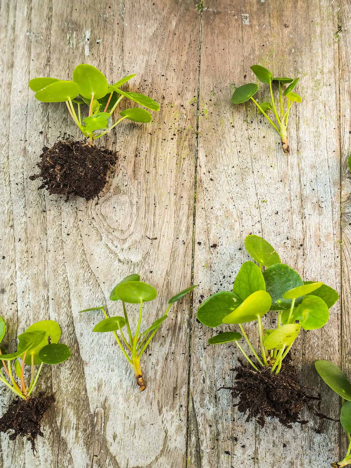 Chinese Money Plant (Pilea Peperomioides) Propagation