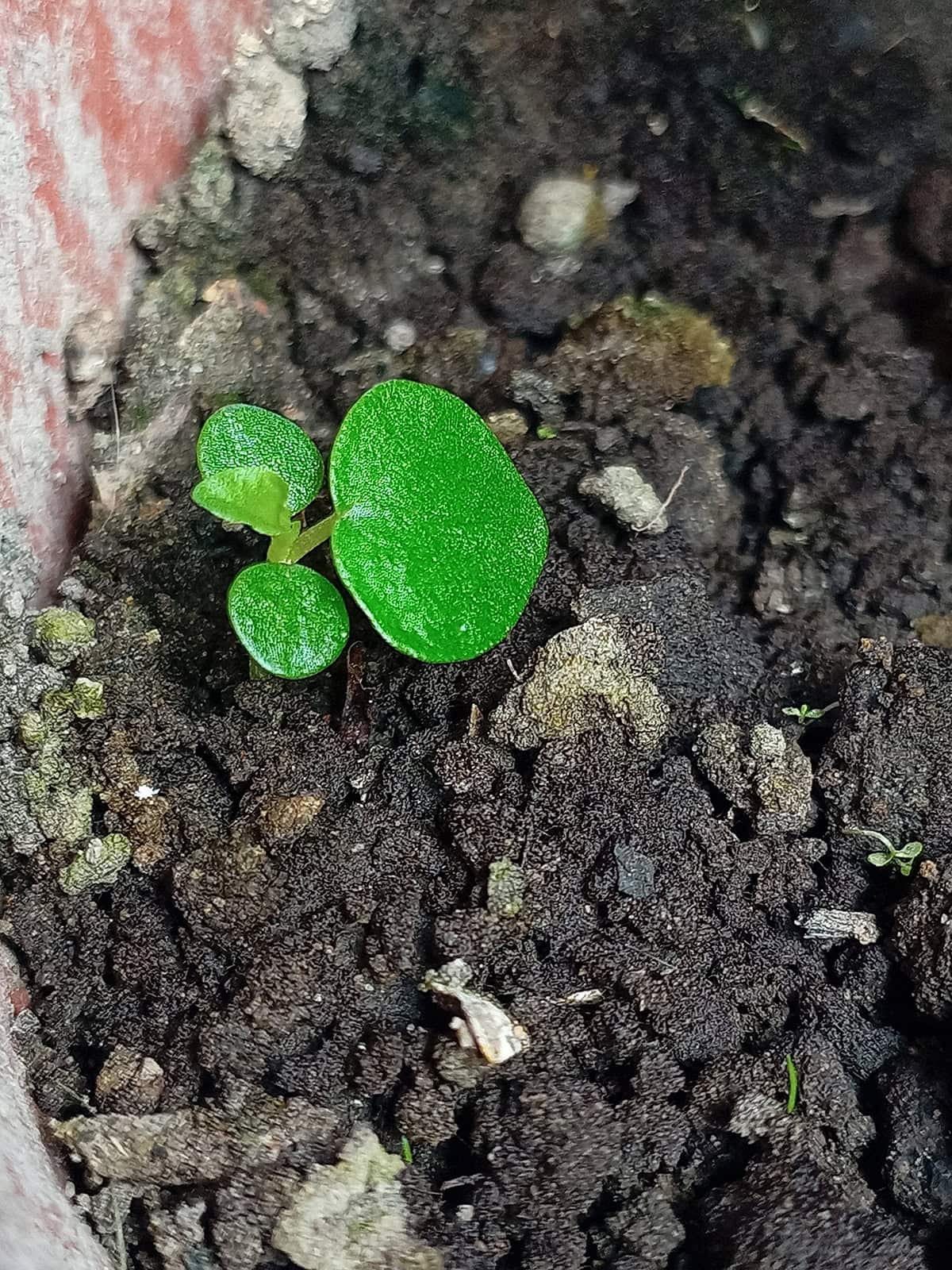 Chinese Money Plant (Pilea Peperomioides) Soil