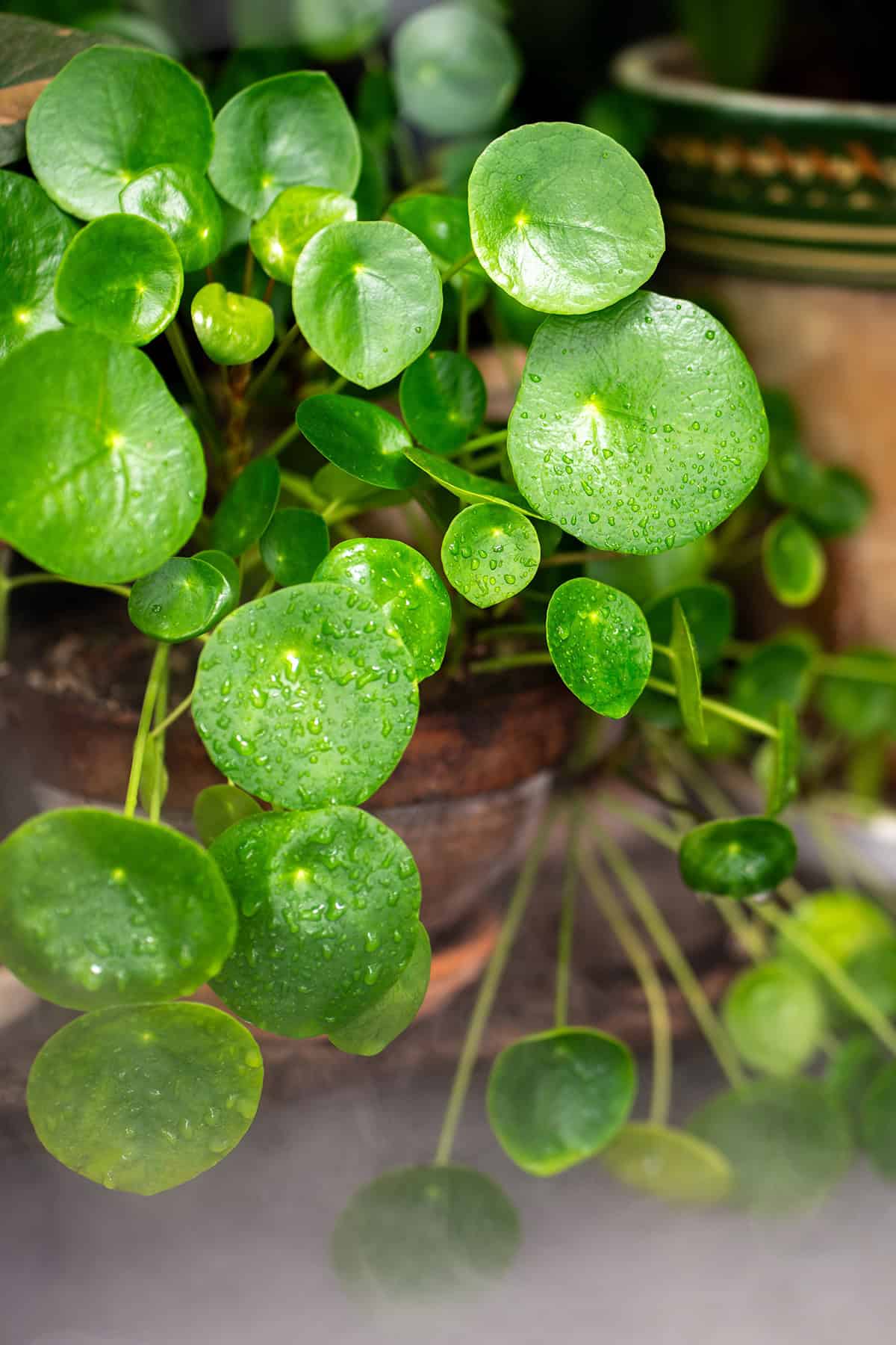 Chinese Money Plant (Pilea Peperomioides) Water