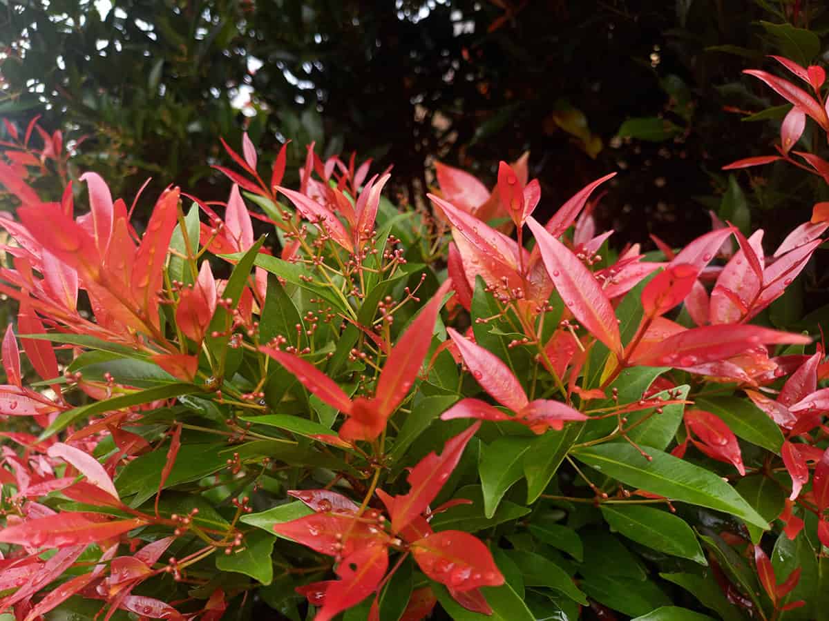 Chinese Photinia (Photinia serratifolia)