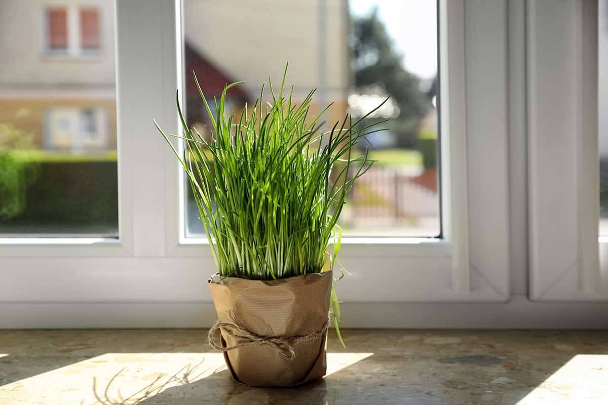 Chives