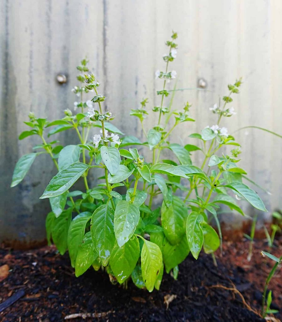 How to Grow Thai Basil Plants Like a Pro (Even if You’re a Beginner ...