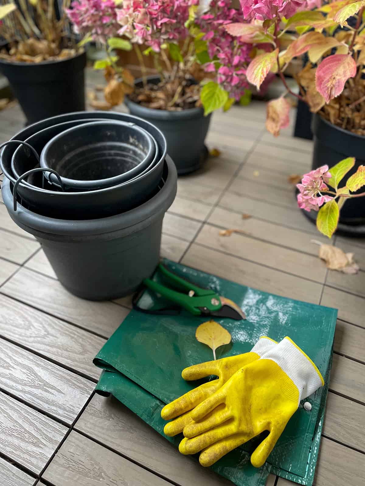 Choosing The Right Pot And Soil