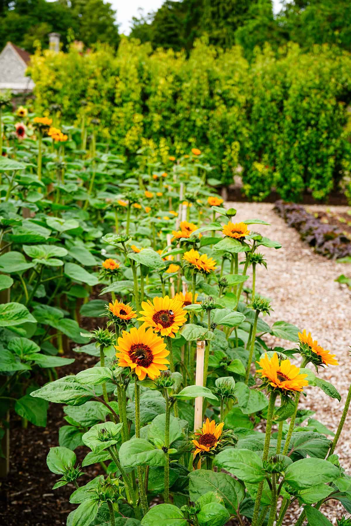 Choosing the Right Sunflower Variety