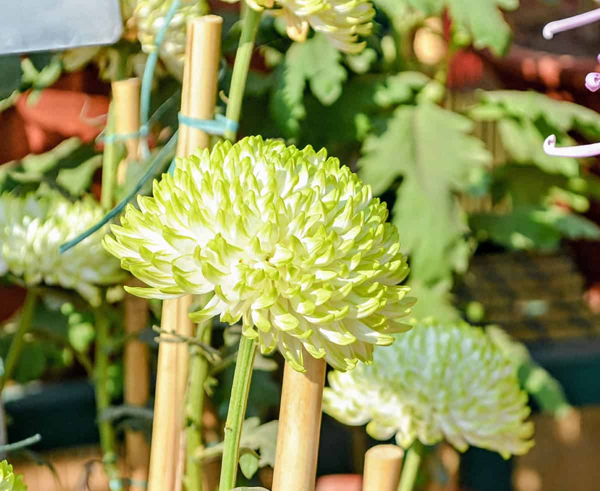 Chrysanthemums (early varieties)