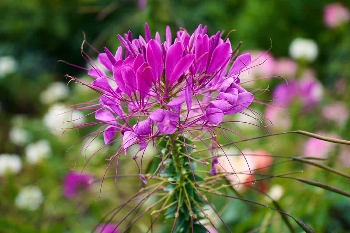 Cleome