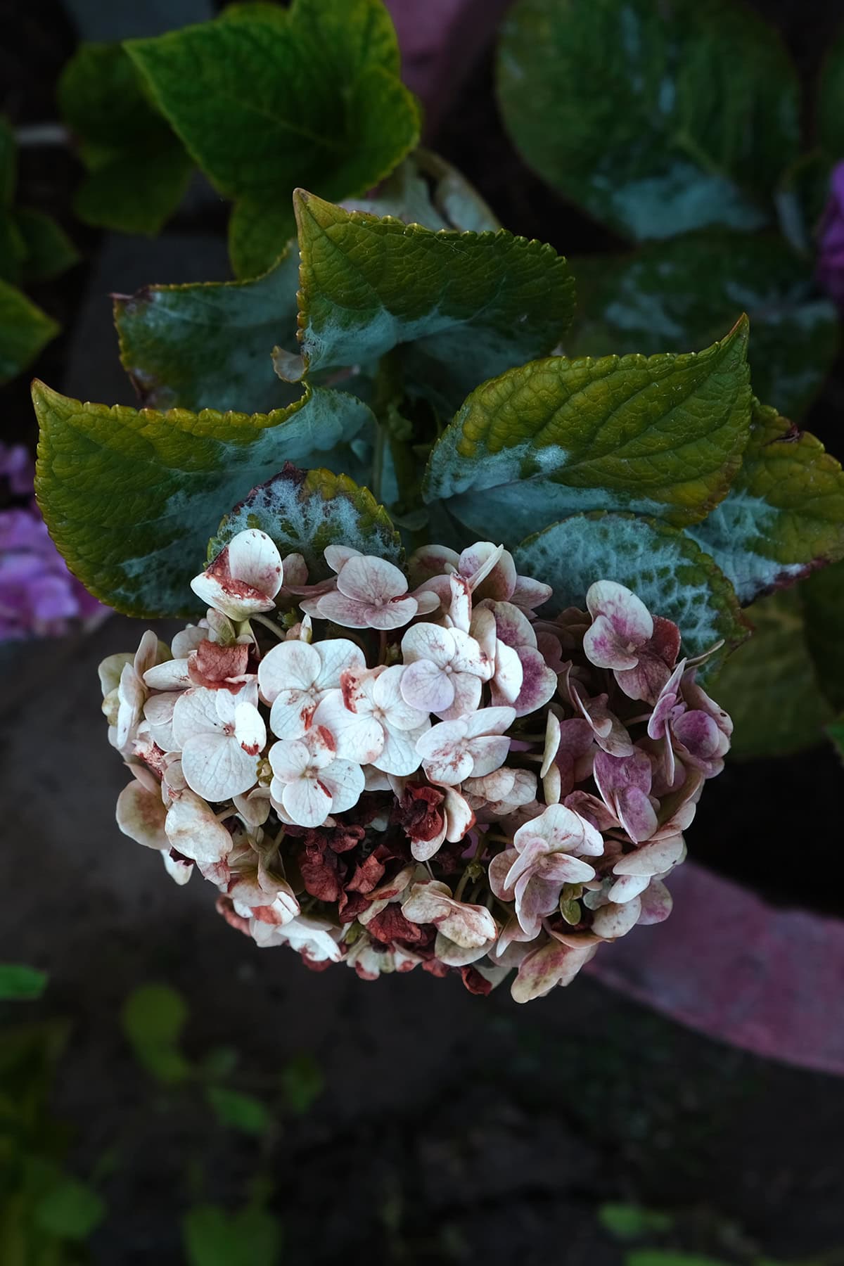 Common Problems With Potted Hydrangeas