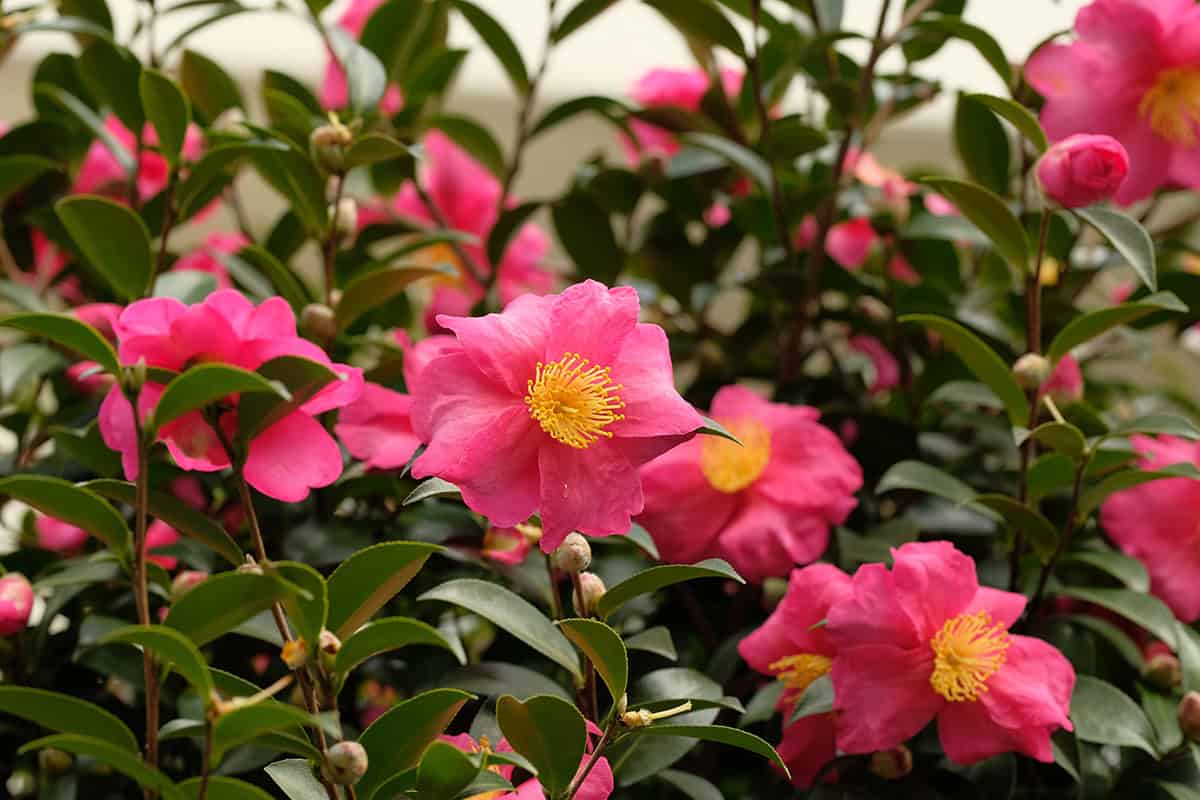 Compact Camellia (Camellia sasanqua ‘Shi Shi Gashira’)