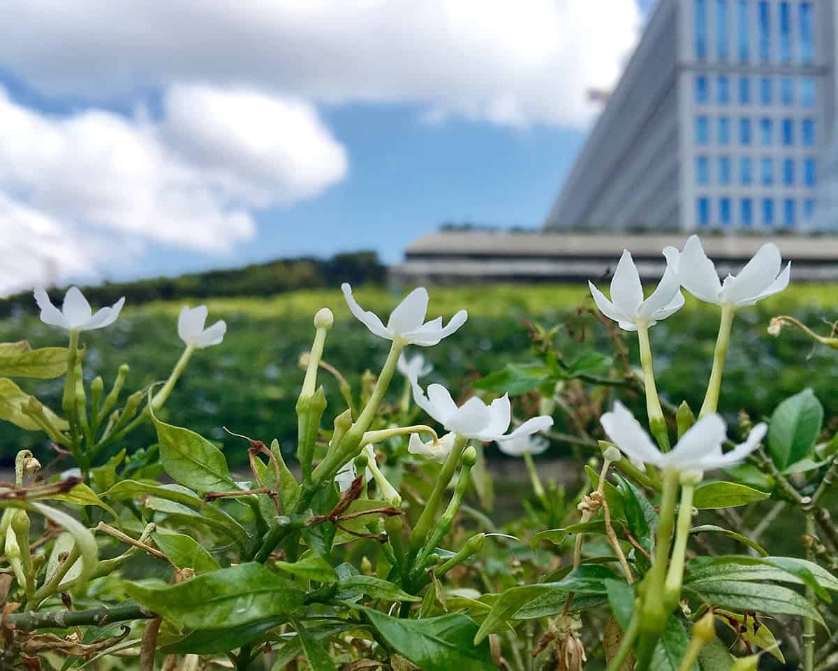 Compact Gardenia (Gardenia jasminoides ‘Radicans’)