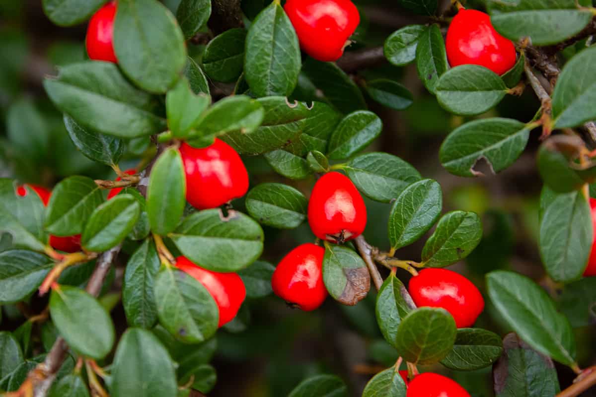 Coral Beauty Cotoneaster (Cotoneaster dammeri ‘Coral Beauty’)