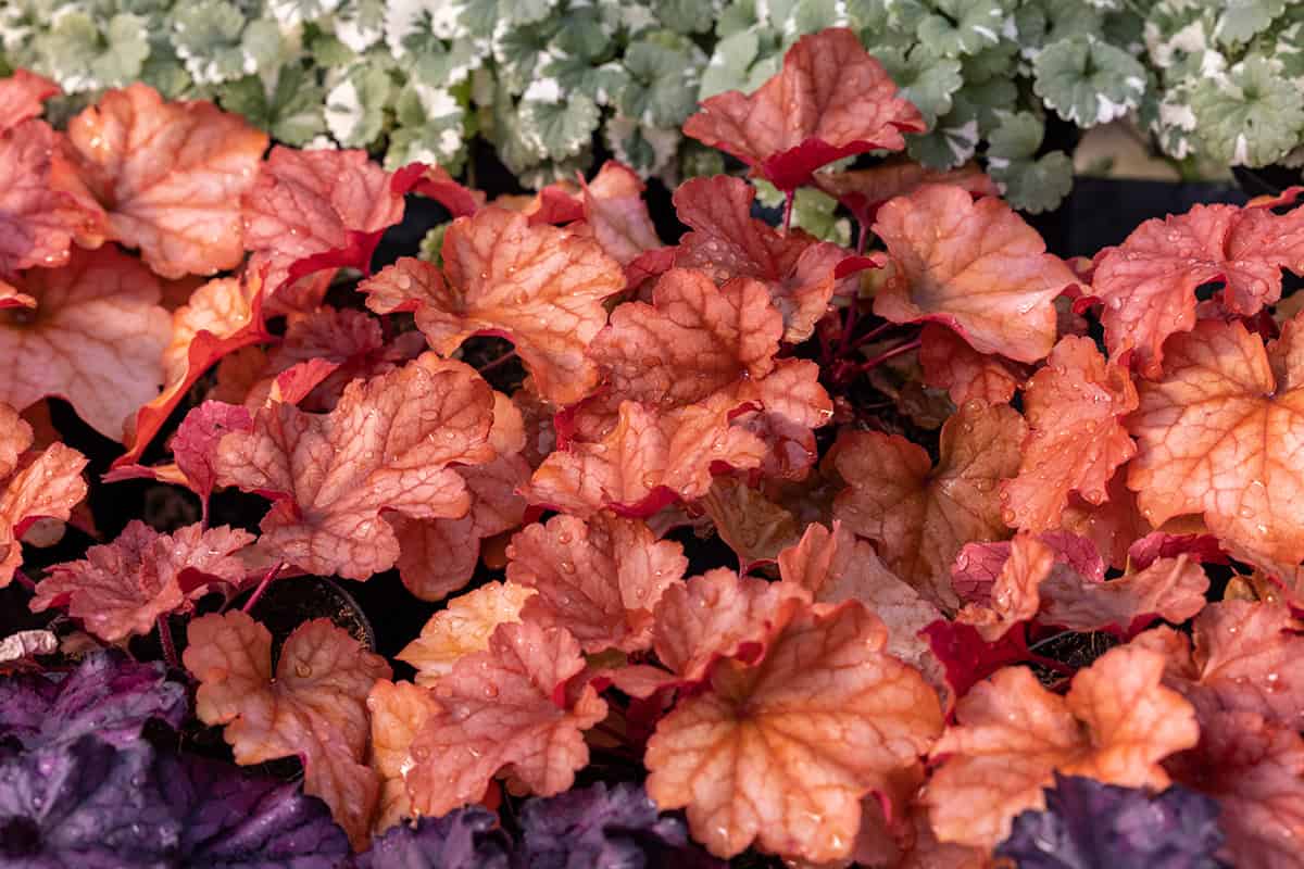 Coral Bells (Heuchera varieties)