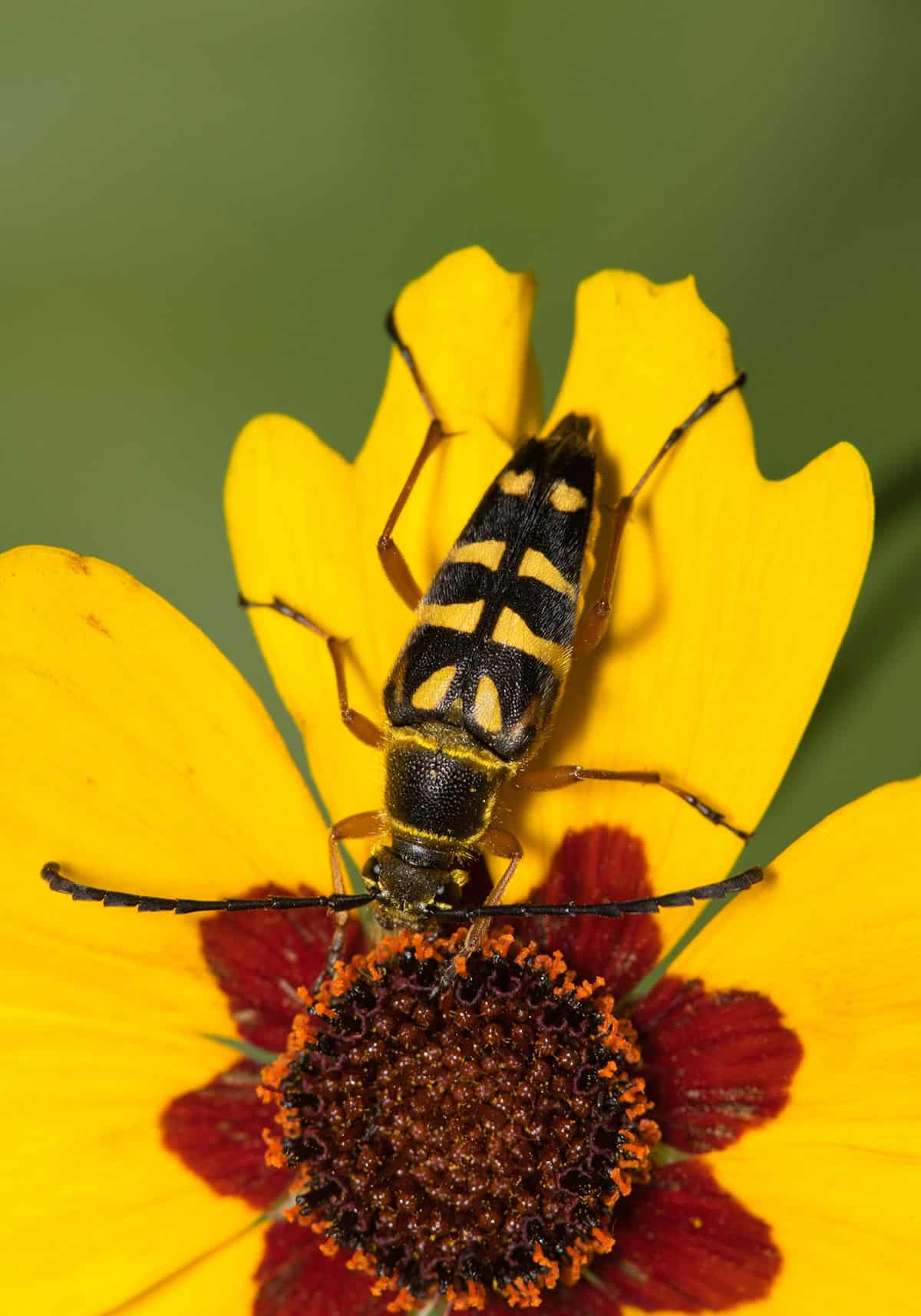 Coreopsis (Tickseed) Common Problems & Troubleshooting