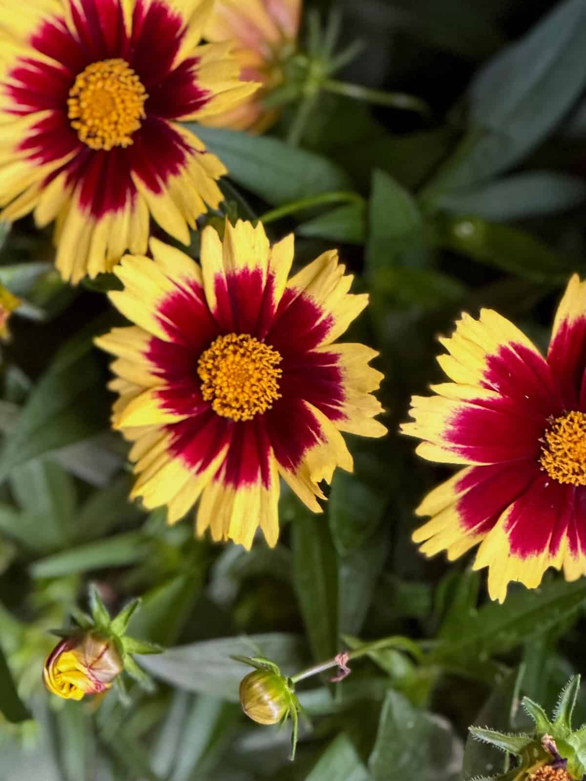 Coreopsis (Tickseed) Light