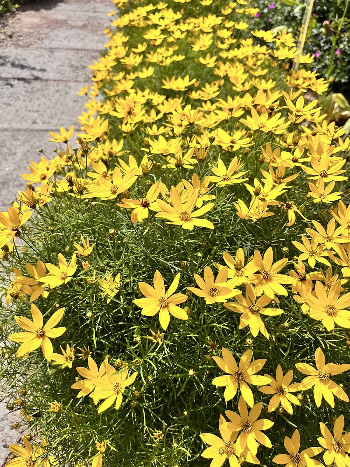 Coreopsis (Tickseed) Plant Varieties