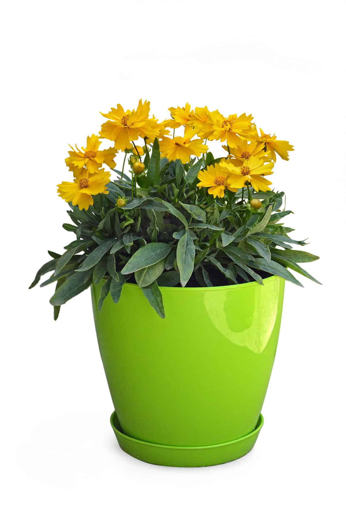 Coreopsis (Tickseed) Potting And Repotting