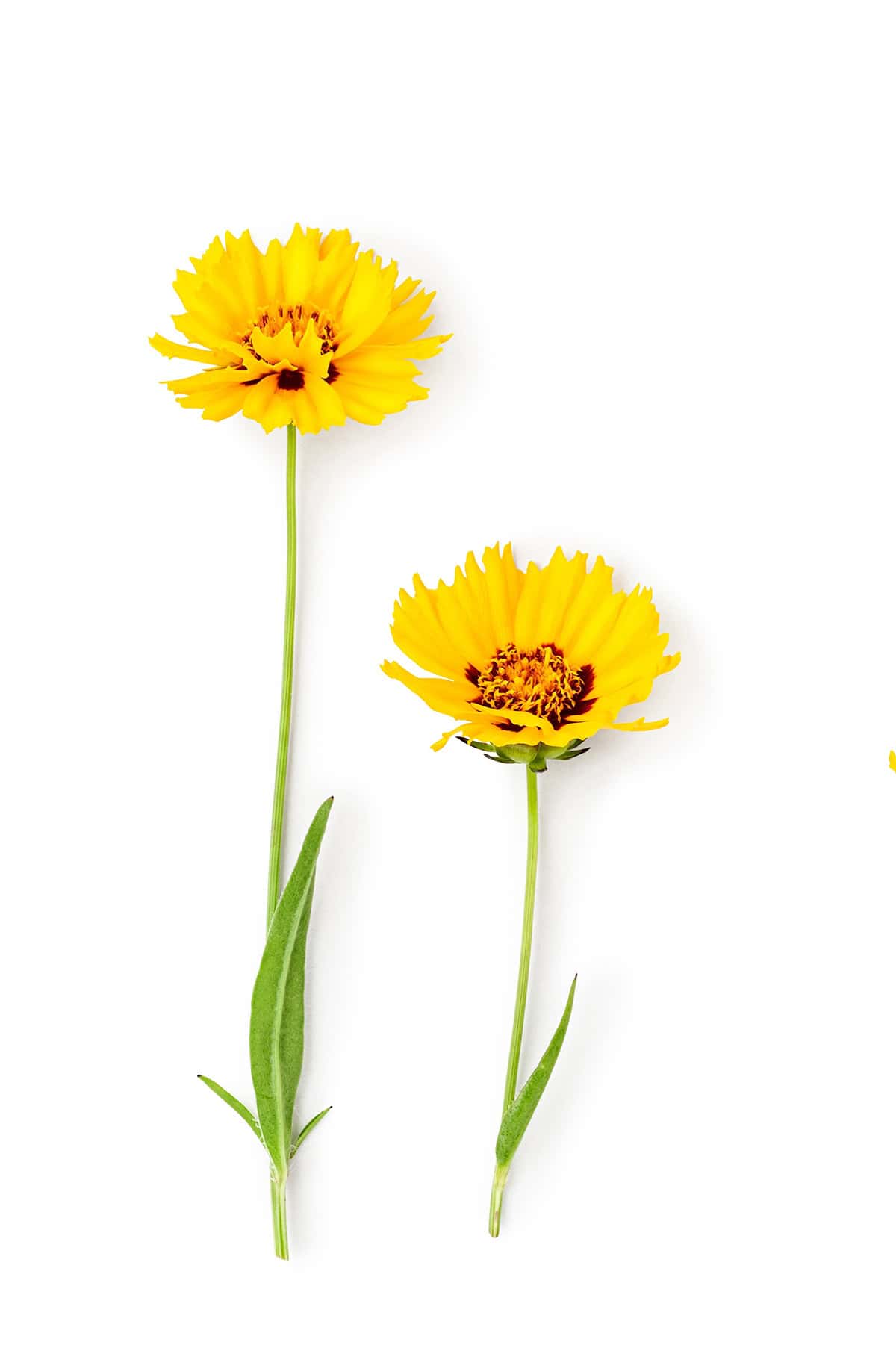 Coreopsis (Tickseed) Pruning
