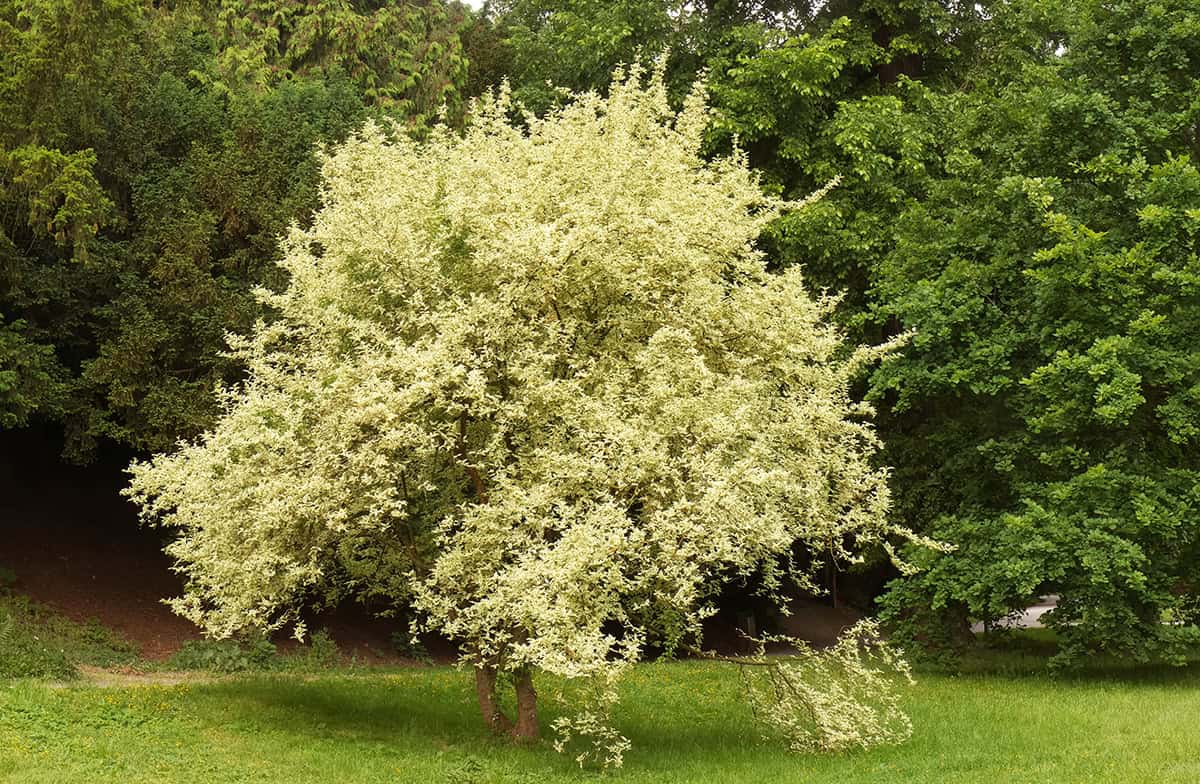 Cornelian Cherry Dogwood (Cornus mas)