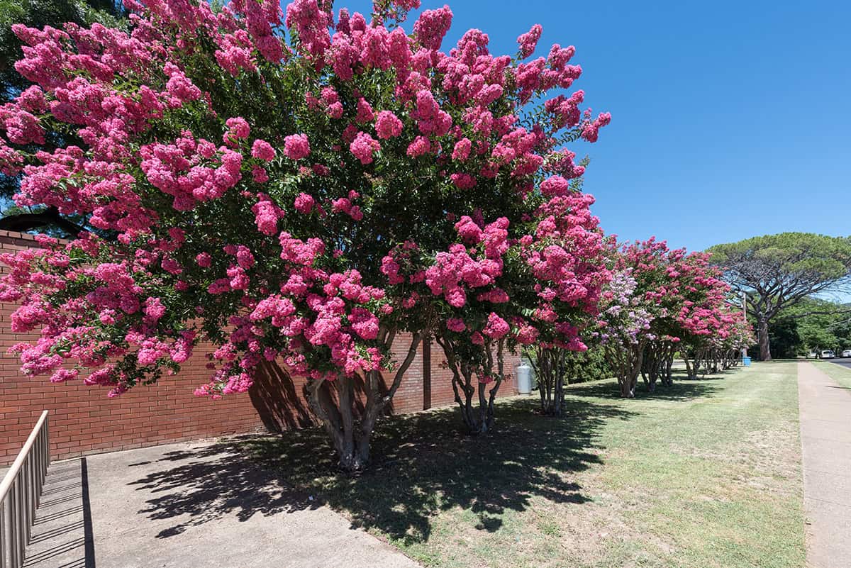 Crape Myrtle (Lagerstroemia indica)