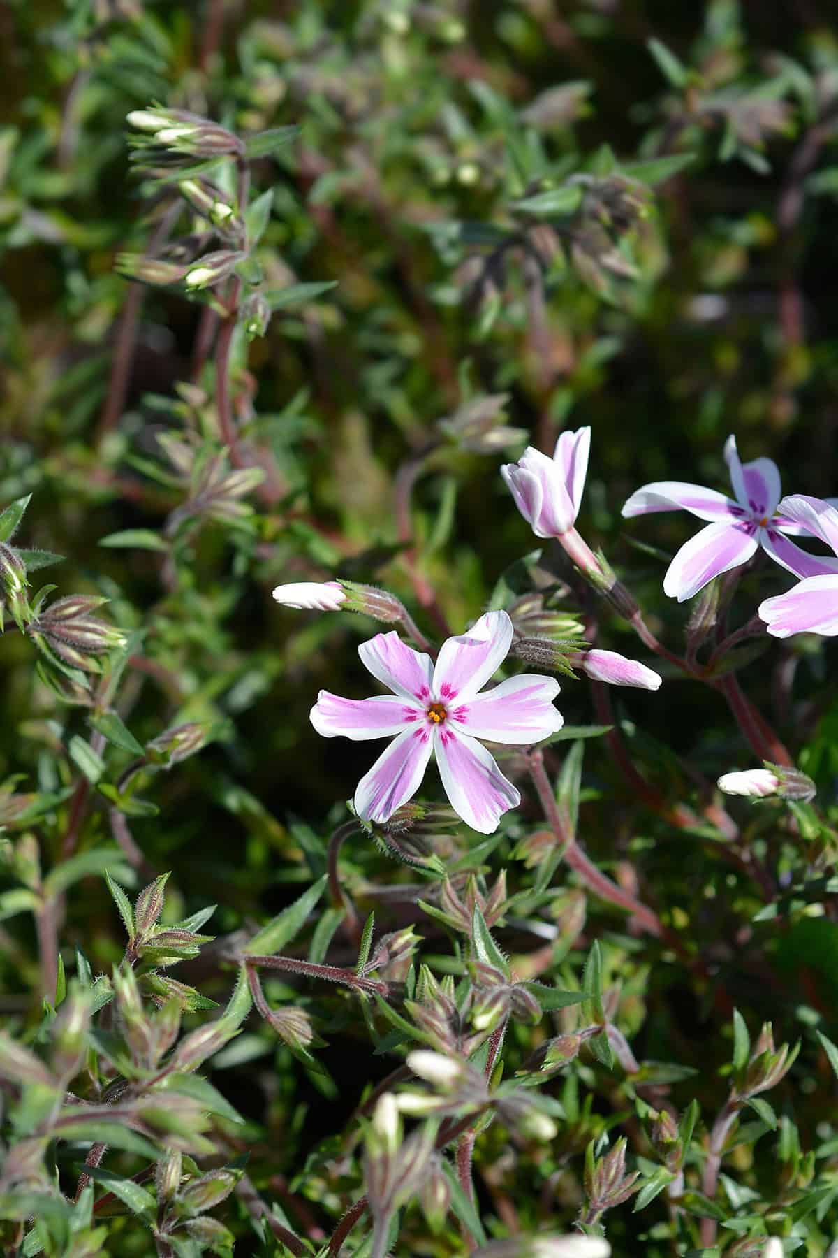 Creeping Phlox Light