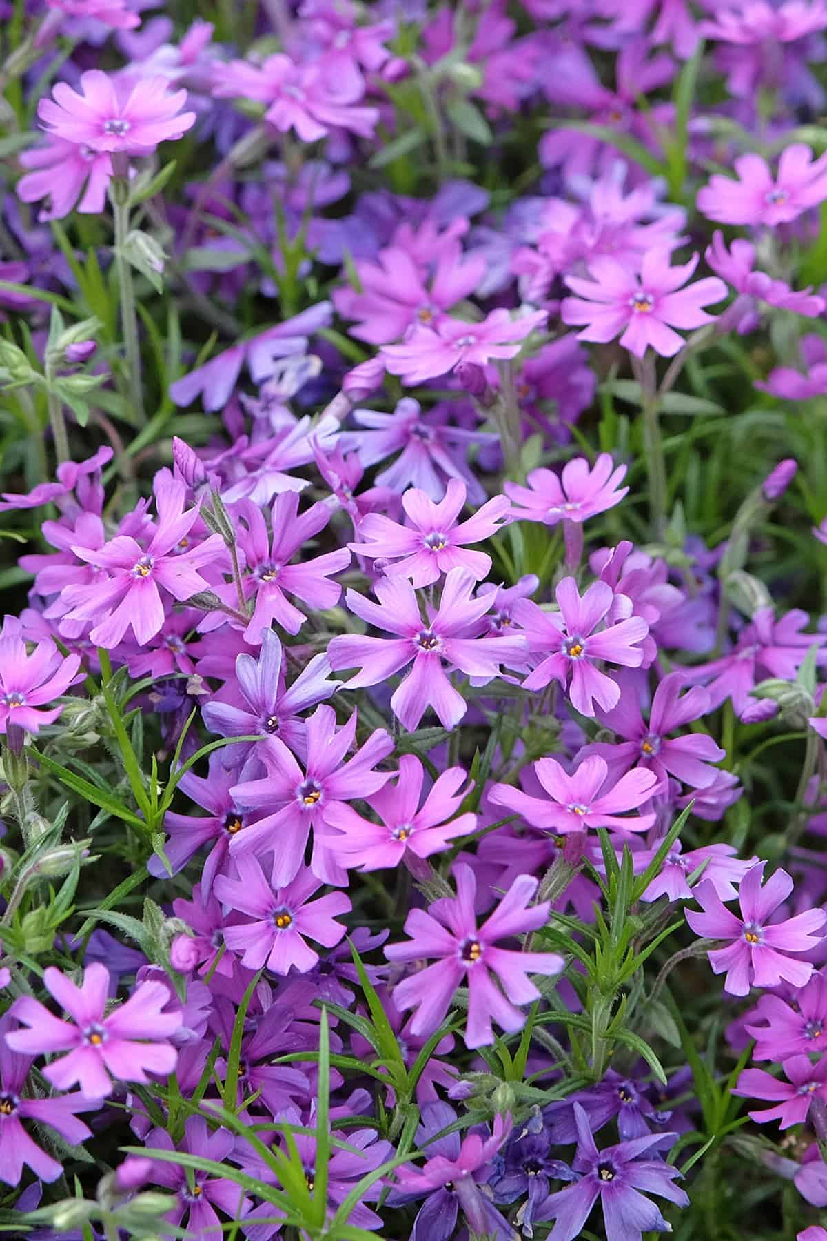 Creeping Phlox Plant Varieties